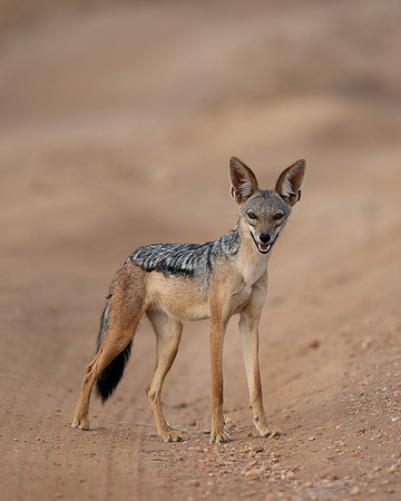 Black-backed Jackal