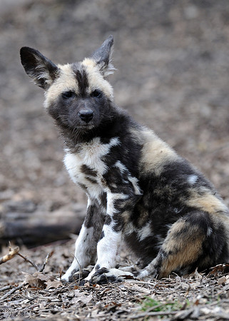 African wild dog pup