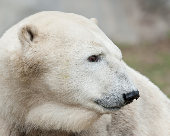 Polar bear