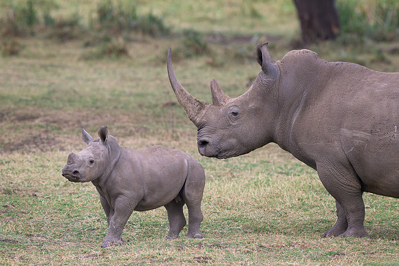 White Rhinoceroses