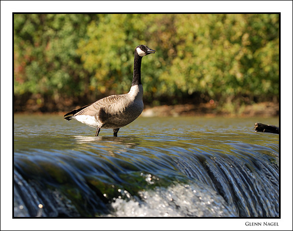 Canada goose