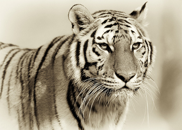 Amur tiger