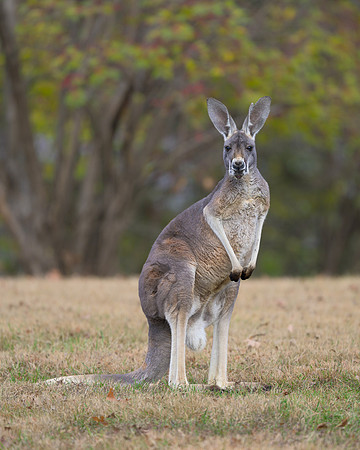 Kangaroo