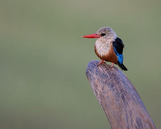 Grey-headed Kingfisher