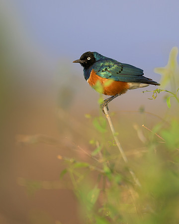 Superb starling