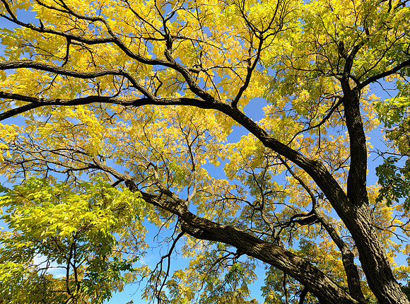 Branches of yellow