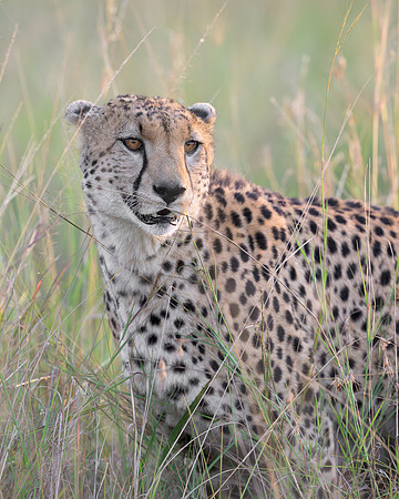 Cheetah