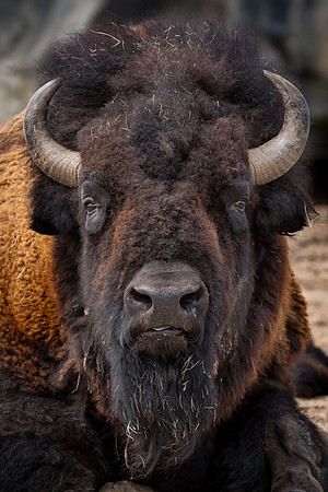 Bison