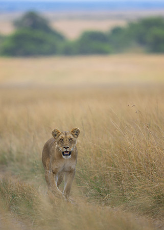 Lioness