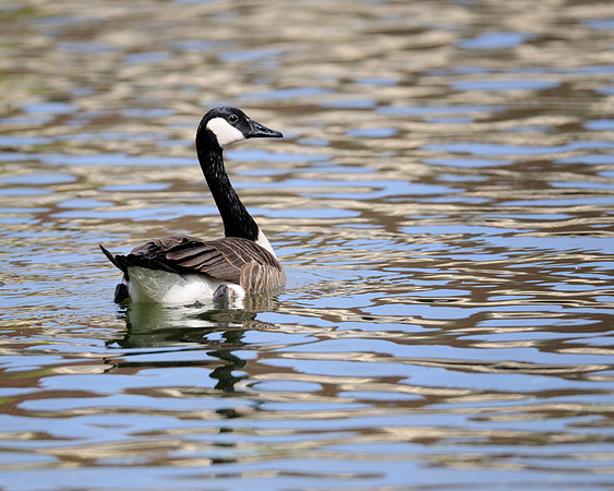 Canada goose in water