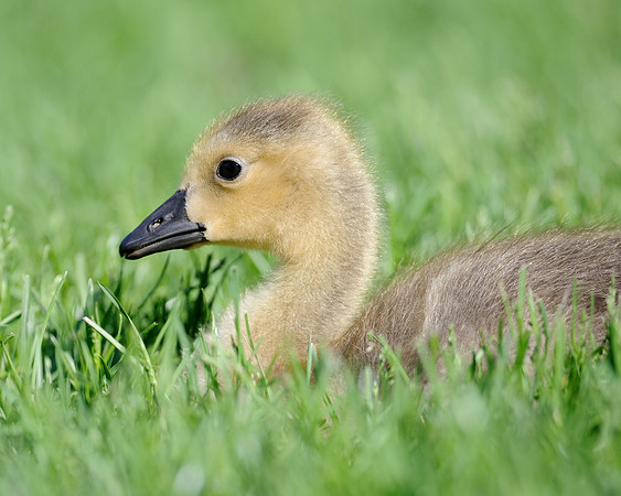 Gosling