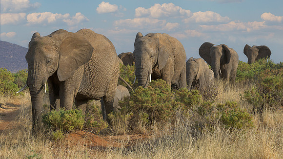 African Elephants