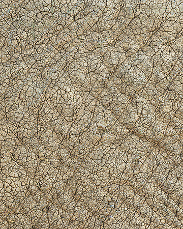 African Elephant Skin