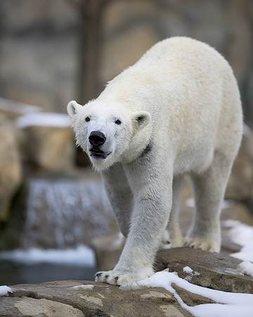 Polar bear