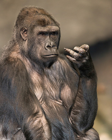 Female gorilla