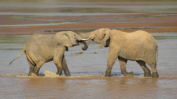 African Elephants