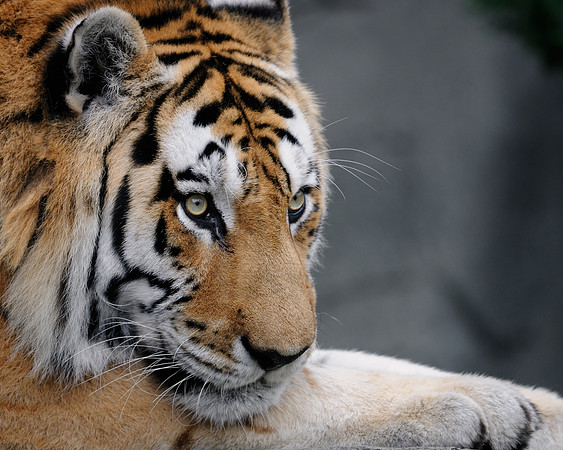 The stare