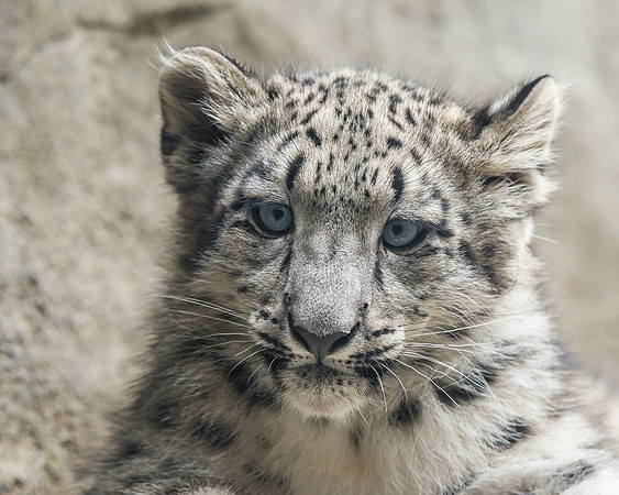 Snow leopard cub