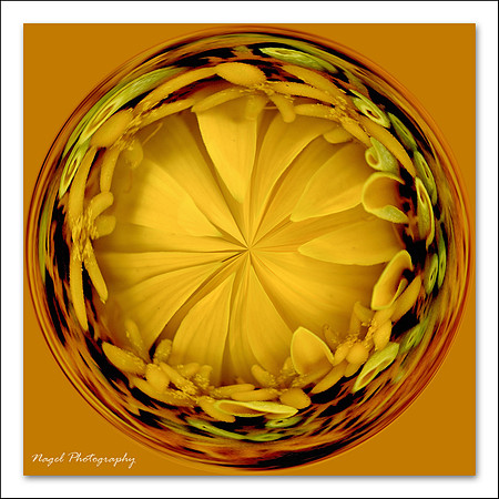 Yellow Zinnia