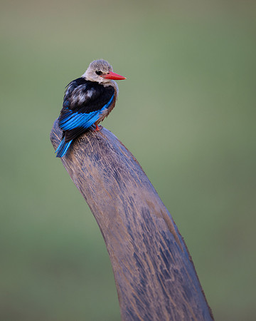 Grey-headed Kingfisher
