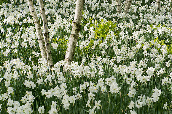 Daffodils and birch