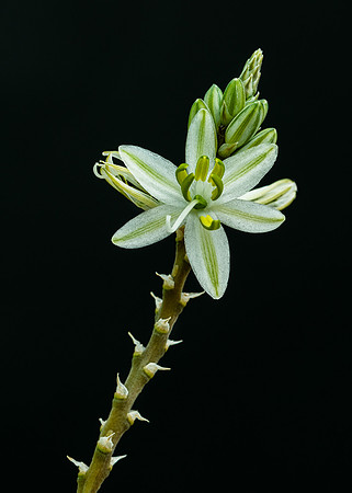 Desert flower