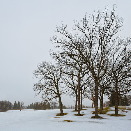 Bare trees