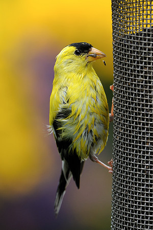 Yellow finch