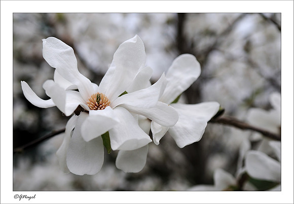 Star Magnolia flower