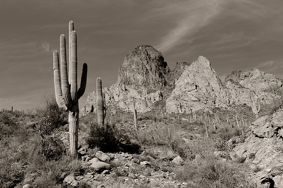 Desert landscape