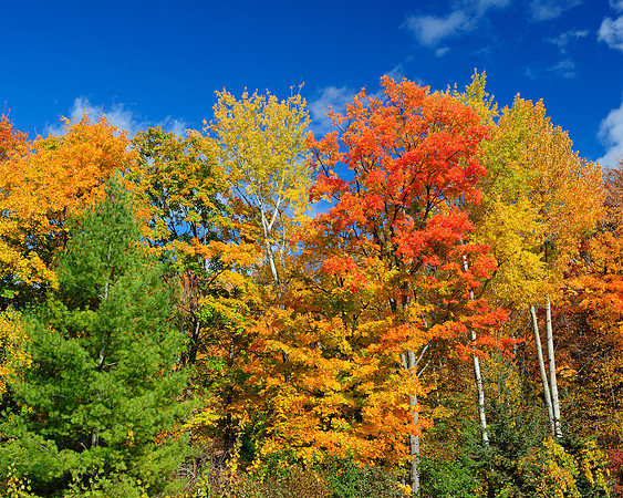 Autumn foliage
