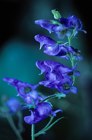 Purple wild flowers