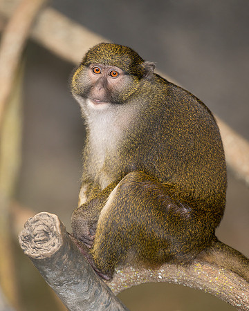 Allen's swamp monkey
