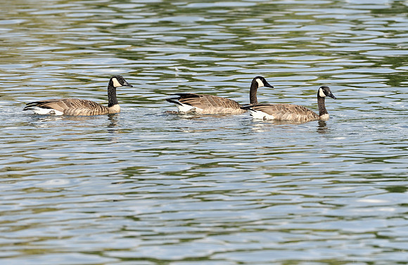 Canada geese