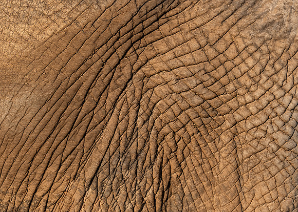 Elephant Skin