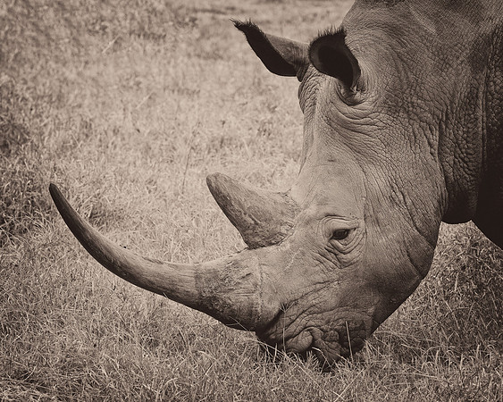 Rhinoceros