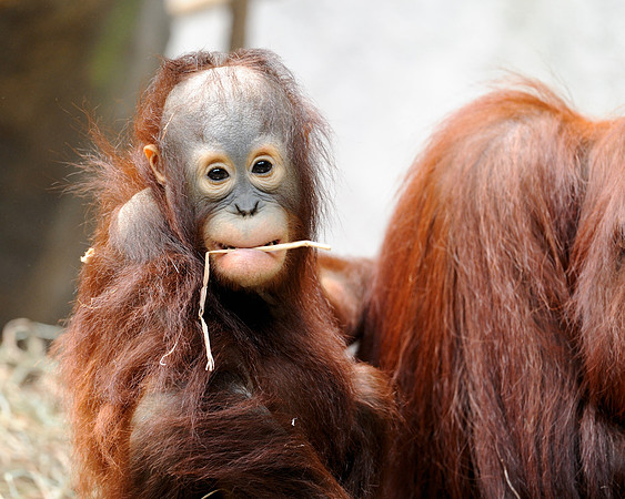 Baby orangutan