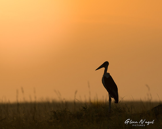 Stork and other bird