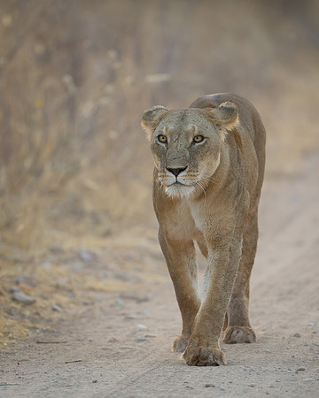 Lioness