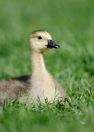 Gosling