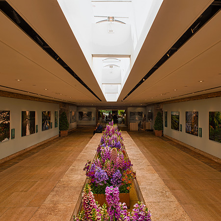 Flowers under skylight