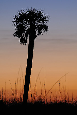 Palm silhouette