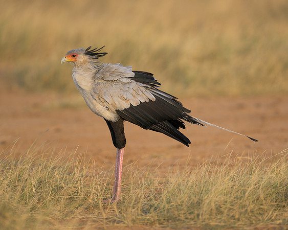 Secretarybird
