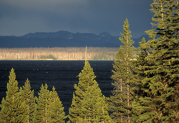 Live pines on near side of the lake