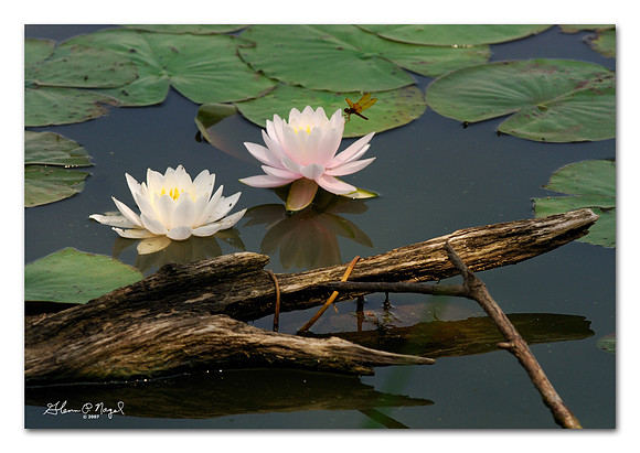 Dragon fly on water lily