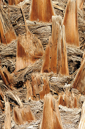 Palm tree abstract