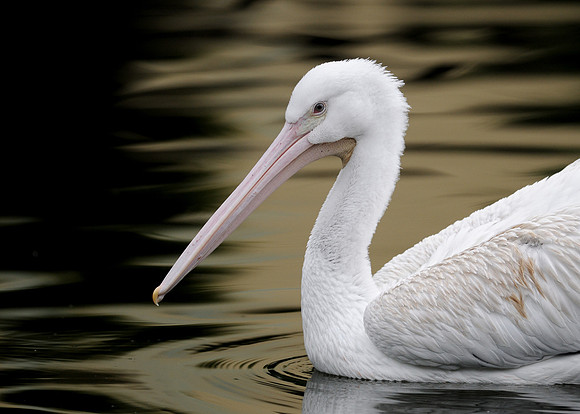 American White Pelican