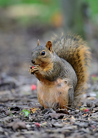 Squirrel