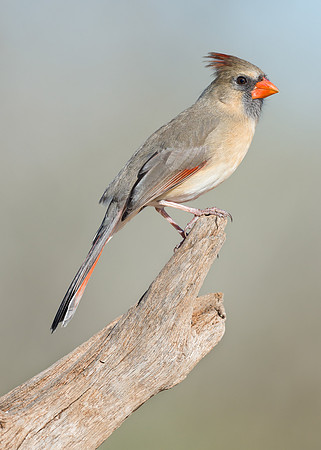 Northern Cardinal