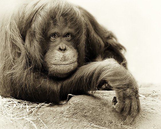 Orangutan